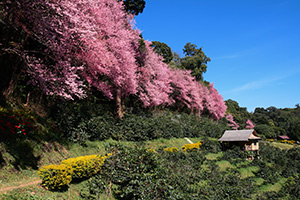 Chiang Mai in Thailand