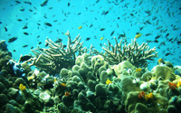 Diving on Koh Tao in Thailand