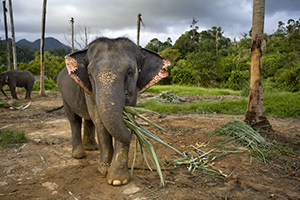 Thailand, Koh Chang