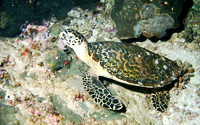 Turtle - Koh Tao