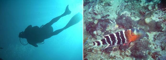 Diving in Koh Lipe