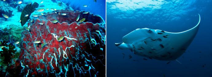 Diving in Thailand