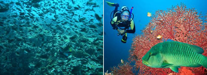 Diving in Koh Lanta