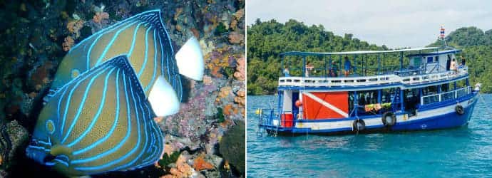 Diving in Koh Tao