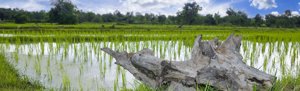 Your guide for your trip in Thailand